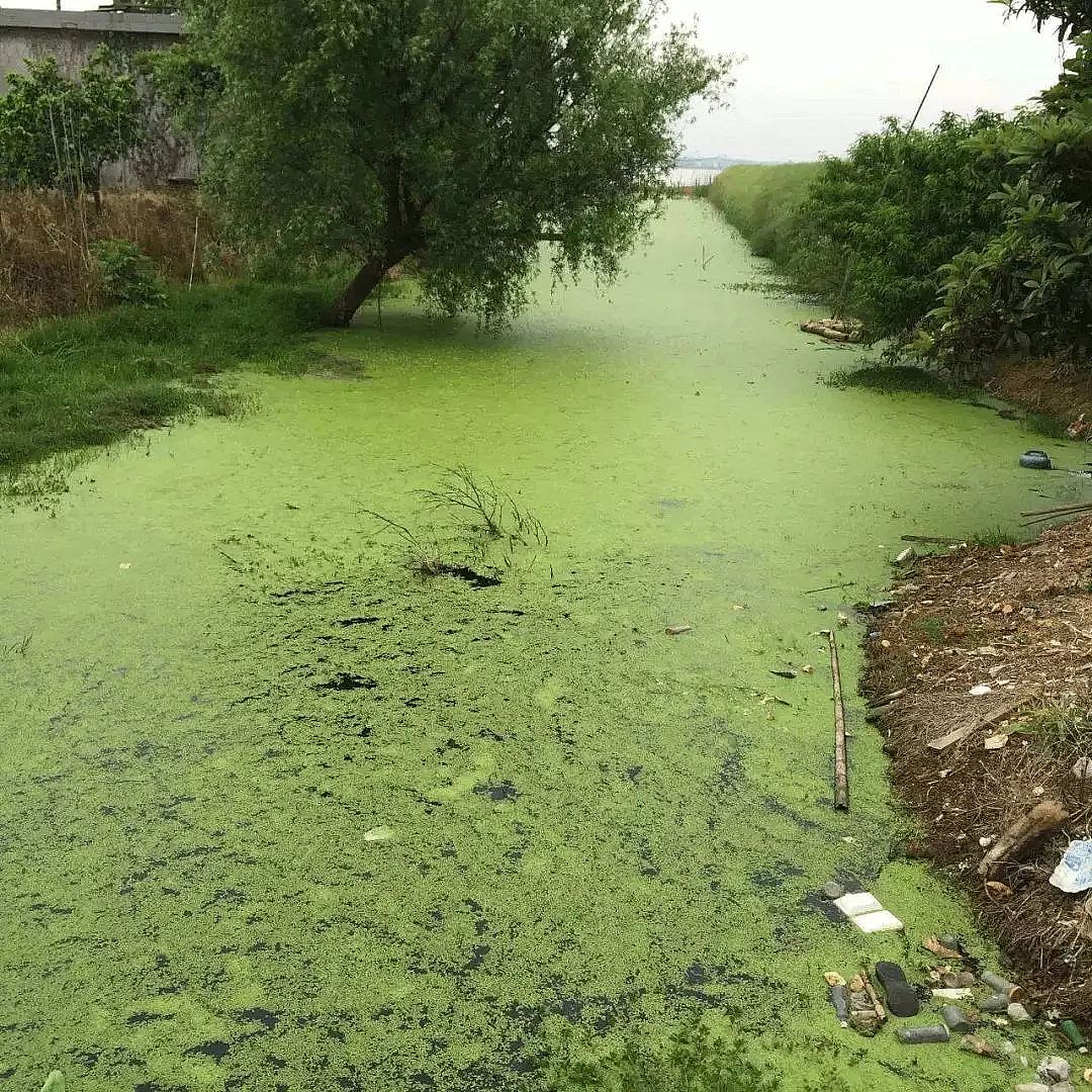 除氨氮沸石濾料生產廠家氨氮廢水的來源與危害
