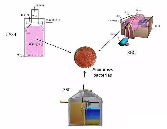 纖維球濾料廠家厭氧氨氧化在全球的發展