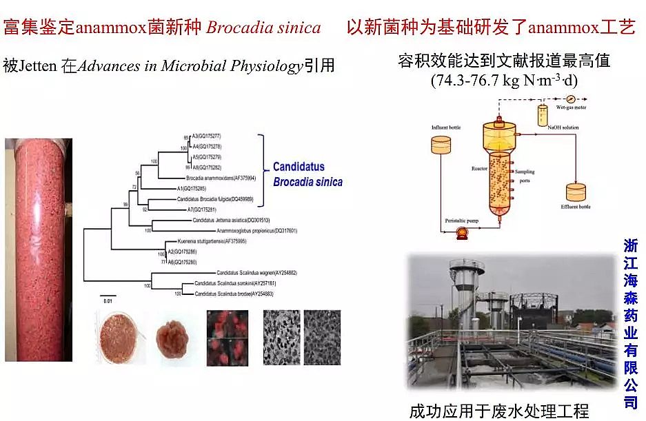 纖維球濾料廠家厭氧氨氧化在全球的發展