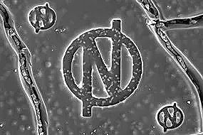 結晶氯化鋁生產廠家現場制氯技術設備將在香港10家飲用水廠投入使用
