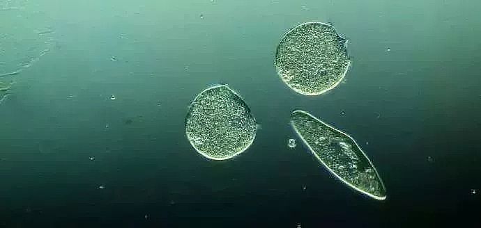 ���V�S��ѭ�h��sˮϵ�y΢����Ŀ��Ʒ���