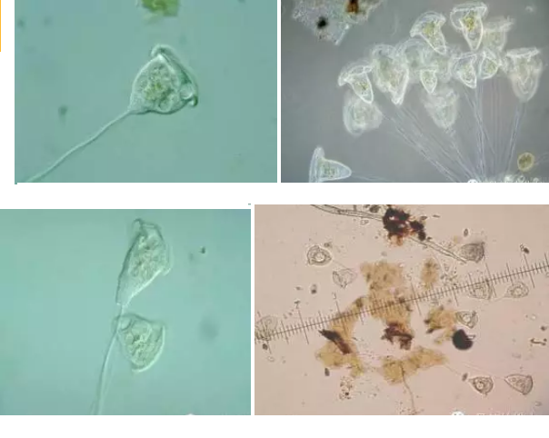 ��(y��u)�|(zh��)�����V�ϏS����ˮ̎��ָʾ��΢�����ȫ!����������