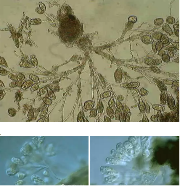 ��(y��u)�|(zh��)�����V�ϏS����ˮ̎��ָʾ��΢�����ȫ!����������