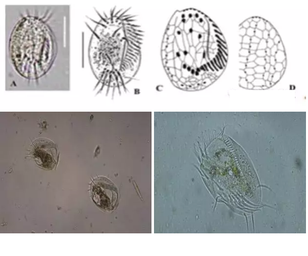 ��(y��u)�|(zh��)�����V�ϏS����ˮ̎��ָʾ��΢�����ȫ!����������