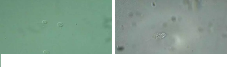 ��(y��u)�|(zh��)�����V�ϏS����ˮ̎��ָʾ��΢�����ȫ!����������