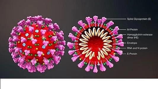 ú�|(zh��)�w������̿0.5-1mm�S�ҰĴ������о��ˆT�_�l(f��)���z�y��ˮ��Covid-19�����ϵ�y(t��ng)