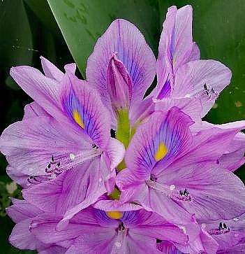 �ϵ���x�Ӿ۱�ϩ����HPAM�S(ch��ng)��​����ֲ�(du��)���I(y��ng)�B(y��ng)��ˮ�w�ޏ�(f��)�о�